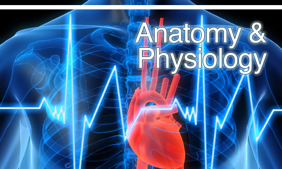 Anatomy Physiology Online Programs Distance Learning Systems DLSI 